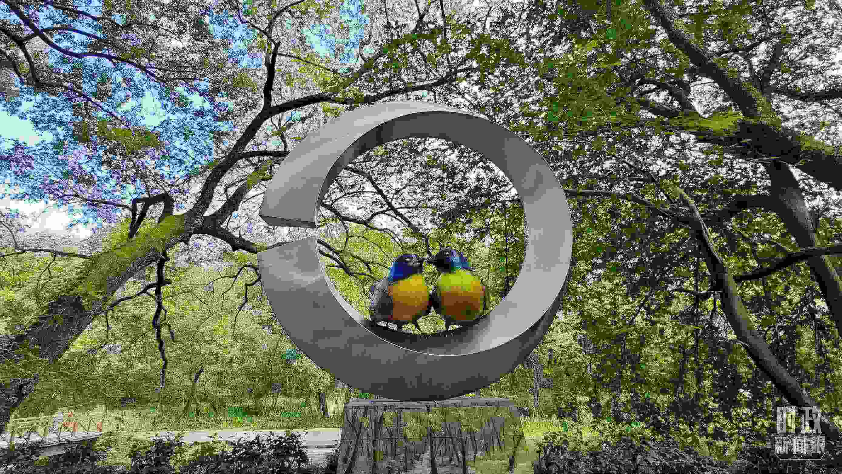 △石門村里的藍冠噪鹛雕像。（總臺央視記者許永松拍攝）