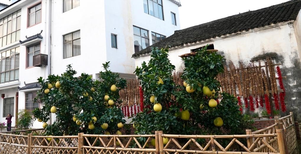 近日在江西省上饒市婺源縣秋口鎮(zhèn)王村石門(mén)自然村拍攝的馬家柚。新華社記者 胡晨歡 攝