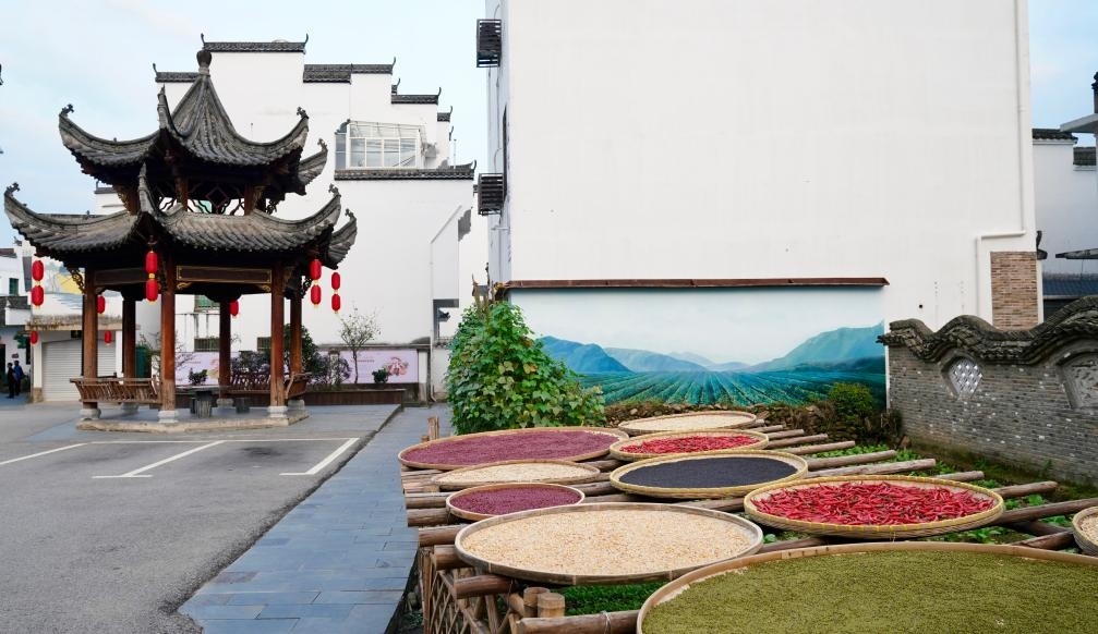 近日拍攝的江西省上饒市婺源縣秋口鎮(zhèn)王村石門(mén)自然村曬秋場(chǎng)景。新華社記者 胡晨歡 攝