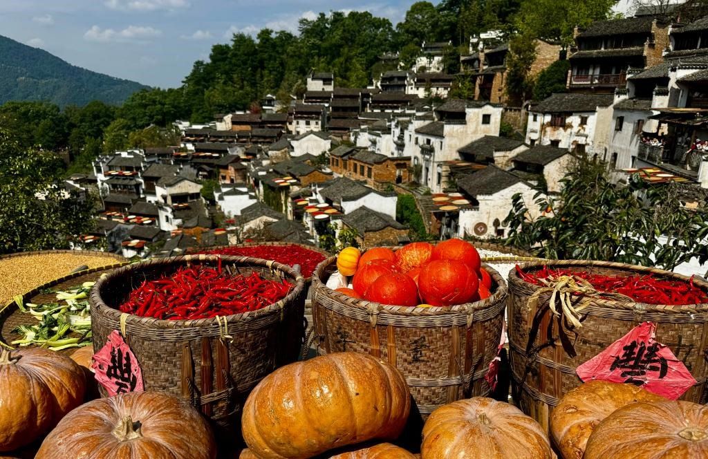 近日拍攝的江西省上饒市婺源縣篁嶺村曬秋畫(huà)面。新華社記者 胡晨歡 攝