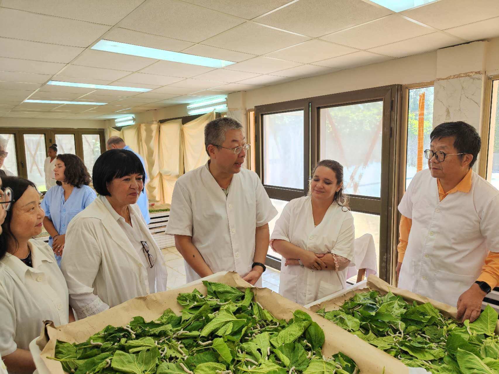 2023年5月23日，中國駐古巴大使馬輝考察古中蠶桑科技合作中心。來源：中國駐古巴大使館官網(wǎng)