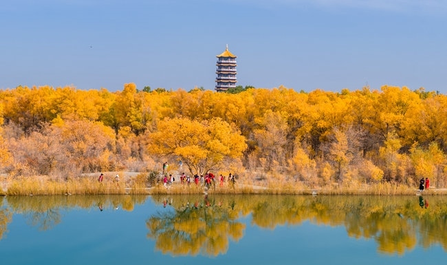 胡楊林金碧耀眼。蘭州局集團公司融媒體中心供圖