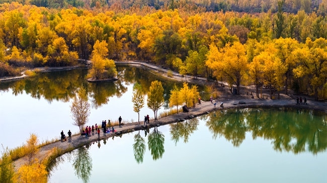 胡楊林金碧耀眼。蘭州局集團公司融媒體中心供圖