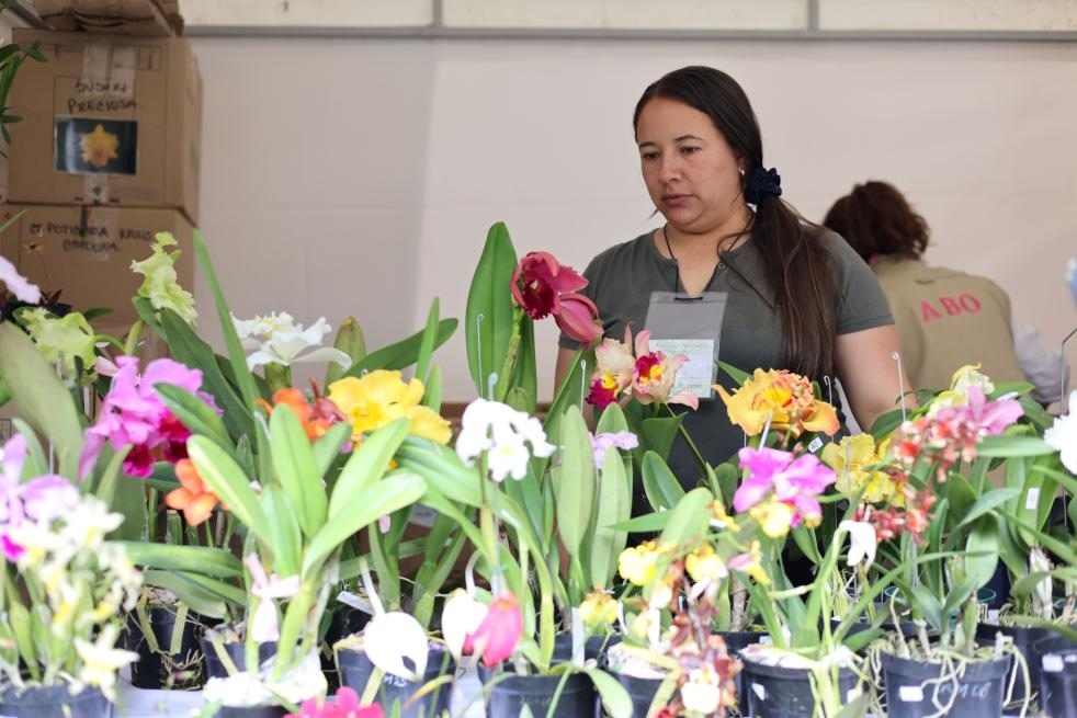 9月14日至17日，哥倫比亞首都波哥大舉辦蘭花展。