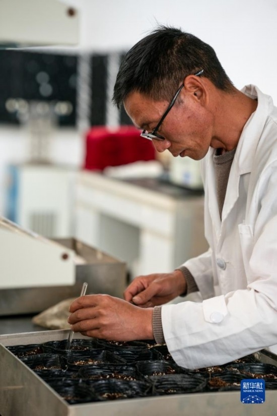 技術(shù)員田連通在實(shí)驗(yàn)室播種太空種子（4月3日攝）。