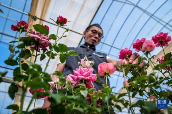 在云南省安寧市現(xiàn)代農(nóng)業(yè)園區(qū)玫瑰種植示范園，技術(shù)員田連通觀察玫瑰花（10月20日攝）。