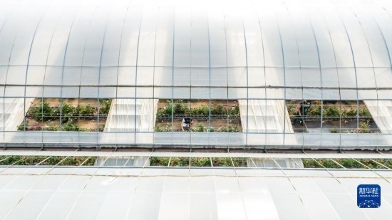 云南省安寧市現(xiàn)代農(nóng)業(yè)園區(qū)玫瑰種植示范園一景（無(wú)人機(jī)照片，10月20日攝）。