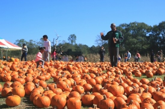  2020年10月31日，在美國新奧爾良市，人們在南瓜農(nóng)場里玩耍。新華社發(fā)（魏蘭攝）