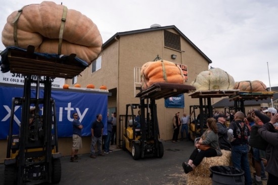  10月9日，在美國加利福尼亞州圣馬特奧縣半月灣舉行的南瓜稱重大賽現(xiàn)場，人們圍觀參賽的南瓜。新華社發(fā)（李建國攝）
