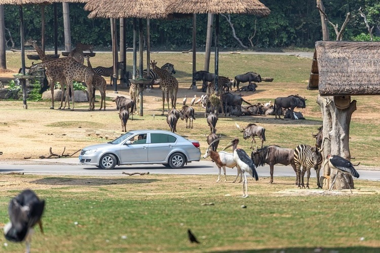 長隆野生動物世界園區(qū)內(nèi)，各類動物生活在一起。鄧泳怡 攝
