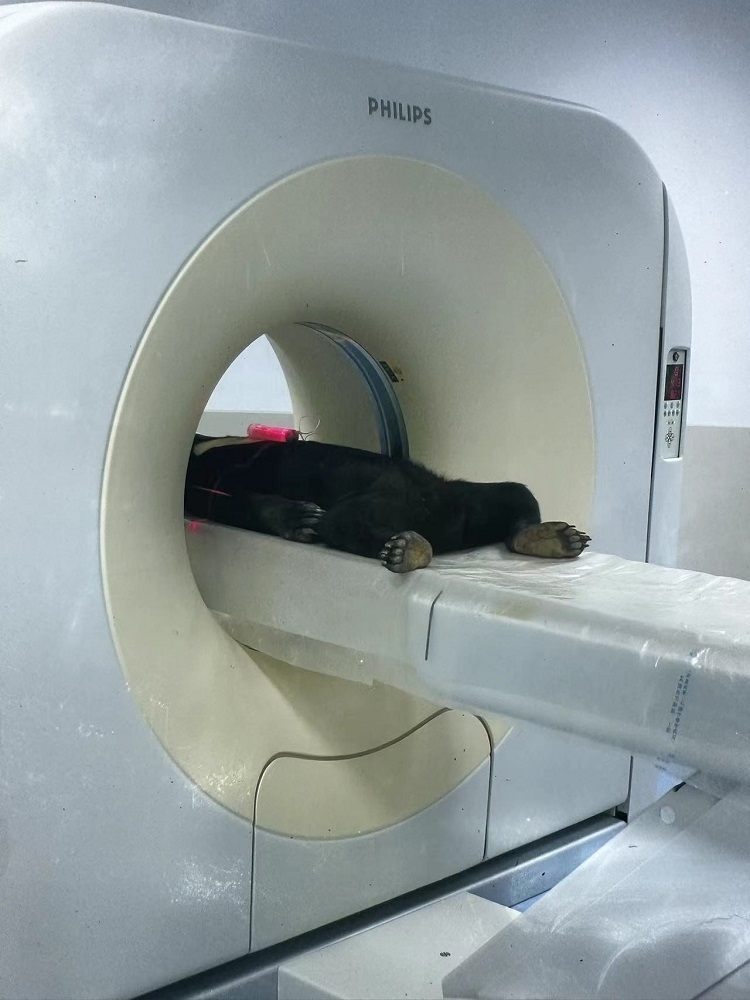 長隆野生動物世界的動物醫(yī)院內(nèi)，馬來熊在做核磁共振檢查。人民網(wǎng)記者 李舫攝