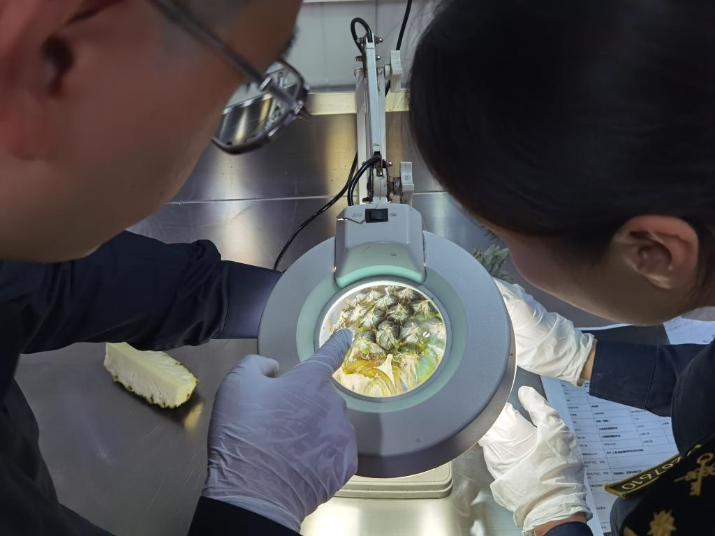 11月3日，上海海關(guān)關(guān)員對首批入境中國、參展第六屆進(jìn)博會(huì)的貝寧菠蘿進(jìn)行檢驗(yàn)檢疫。新華社記者 吳宇 攝