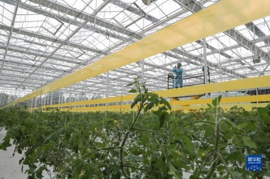 11月4日，在南通市通州區(qū)十總鎮(zhèn)的圓宏萬嘉智慧農(nóng)場，技術(shù)員給番茄苗“盤頭”。