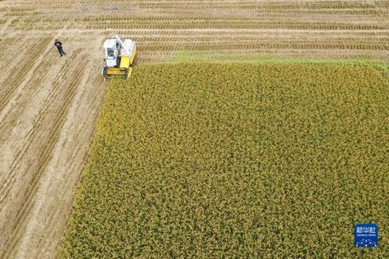11月4日，在南通市通州區(qū)十總鎮(zhèn)育民村農(nóng)場，一臺設(shè)置好參數(shù)的無人收割機(jī)在工作中（無人機(jī)照片）。