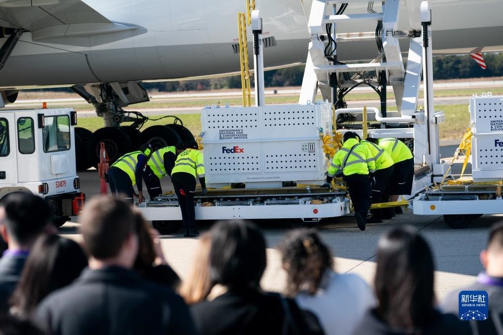 11月8日，在美國弗吉尼亞州的華盛頓杜勒斯國際機場，裝有大熊貓的特制“旅行包廂”準(zhǔn)備運上專機。新華社記者劉杰攝