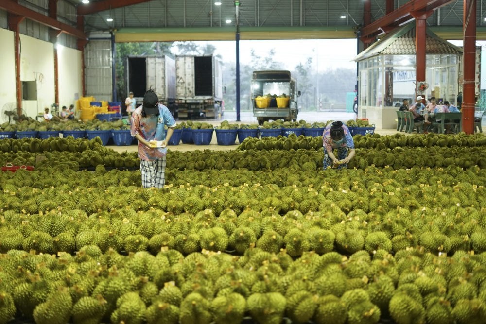 2023年9月15日，在越南多樂(lè)省一家榴蓮加工廠，工人在給即將出口到中國(guó)的榴蓮包裝貼牌。隨著《區(qū)域全面經(jīng)濟(jì)伙伴關(guān)系協(xié)定》紅利釋放，中國(guó)—東盟貿(mào)易規(guī)模進(jìn)一步擴(kuò)大。越來(lái)越多東盟國(guó)家的優(yōu)質(zhì)水果便捷地進(jìn)入中國(guó)市場(chǎng)，走上消費(fèi)者的餐桌。