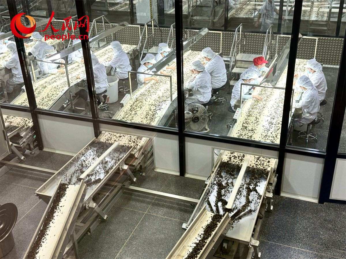工人在對茶葉進(jìn)行目視揀剔。人民網(wǎng)記者 劉微攝