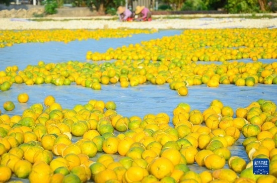 11月25日在廣東省江門(mén)市新會(huì)區(qū)拍攝的在空地上晾曬的新會(huì)柑皮。