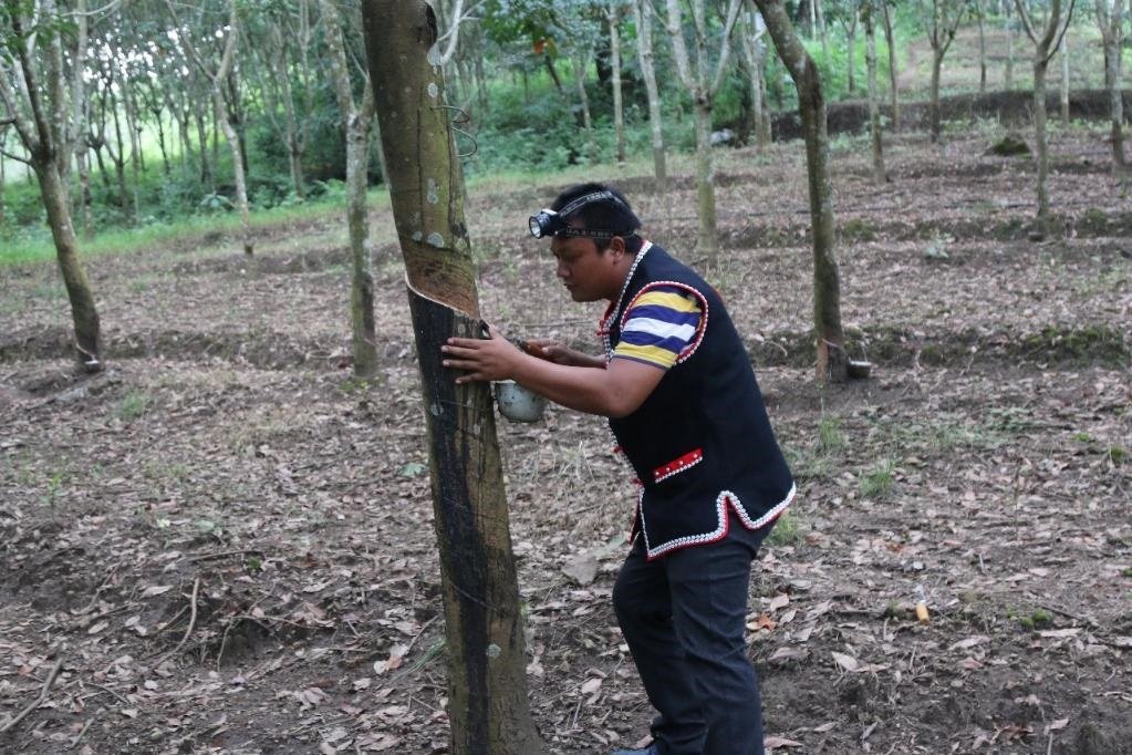 2017年10月，云南省永德縣團(tuán)樹村佤族膠農(nóng)蔣文富在割膠