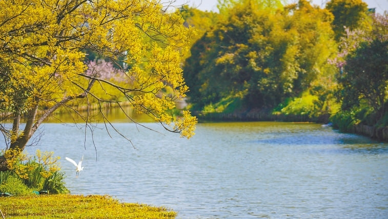  碧波蕩漾 浙江嘉興市海鹽縣望海街道永福社區(qū)荷花池，一汪碧水波光粼粼，風(fēng)光旖旎。當(dāng)?shù)厥冀K堅持綠色發(fā)展，促進人與自然和諧共生。 肖弗勒模具（嘉興）有限公司德國籍經(jīng)理 湯姆·魯特納攝 “當(dāng)?shù)卮迕窀嬖V我，如今環(huán)境變好了，茶余飯后，大家都會到河邊散散步，欣賞美景，和鄰居聊聊天。我想，好生態(tài)是大自然的饋贈，更是長三角地區(qū)大力治理生態(tài)環(huán)境的結(jié)果。希望美麗中國的綠色發(fā)展之路越走越好?！? /></p> <p style=