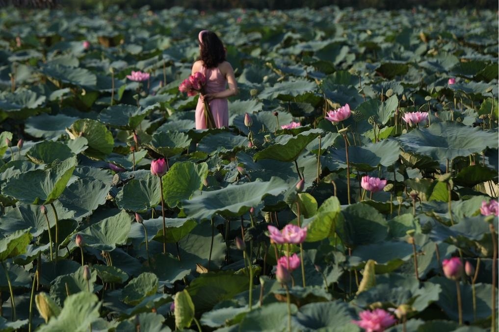 這是2020年7月15日，一名女子在越南首都河內(nèi)西湖畔的荷花叢中留影。
