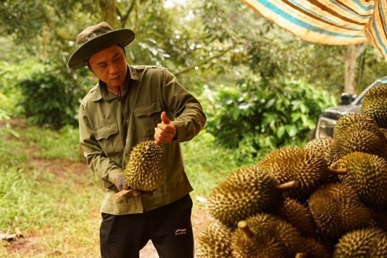 9月15日，在越南多樂省一家榴蓮果園，一名果農(nóng)初步清潔剛采摘的榴蓮。依托中國-東盟博覽會(huì)等平臺，越來越多東盟國家的榴蓮得以更加便捷地進(jìn)入中國市場，并以更加優(yōu)惠的價(jià)格走上消費(fèi)者的餐桌。（新華社記者胡佳麗攝）