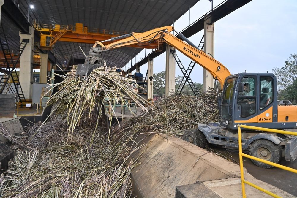 12月14日，在廣西來賓東糖鳳凰有限公司，員工操作機械將甘蔗投入傳送帶，準(zhǔn)備送往壓榨車間。