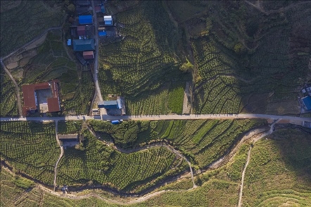 漠源鄉(xiāng)西柚基地。將樂縣農(nóng)業(yè)農(nóng)村局供圖