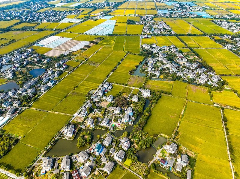 2023年10月22日，浙江海寧市黃灣鎮(zhèn)，金秋時(shí)節(jié)，金黃色的稻田與美麗鄉(xiāng)村構(gòu)成一幅寧?kù)o祥和的畫卷。