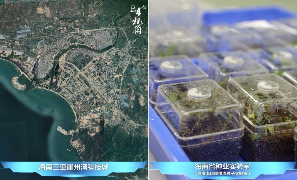 位于三亞崖州灣科技城的海南省種業(yè)實驗室（原海南省崖州灣種子實驗室）將形成輻射全國和“一帶一路”沿線國家的種子科學(xué)技術(shù)創(chuàng)新中心。