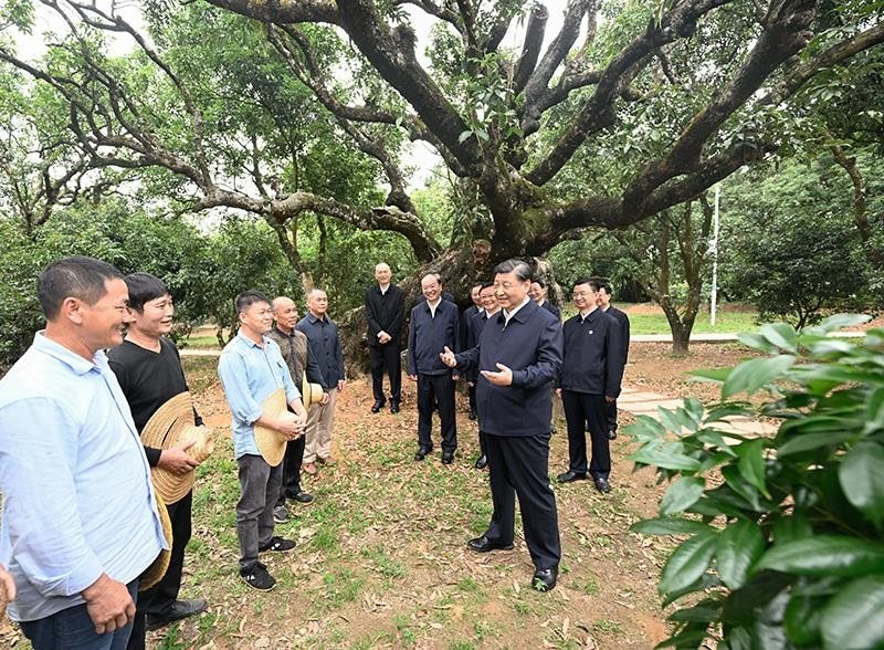2023年4月11日，習近平總書記在廣東茂名柏橋村荔枝種植園，同現(xiàn)場技術(shù)人員親切交流。