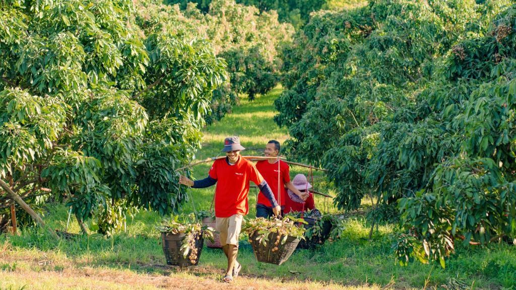 2023年10月，泰國(guó)尖竹汶府的龍眼種植園內(nèi)，采果工人正在運(yùn)輸新采摘的龍眼。（黎銀成攝 新華社發(fā)）