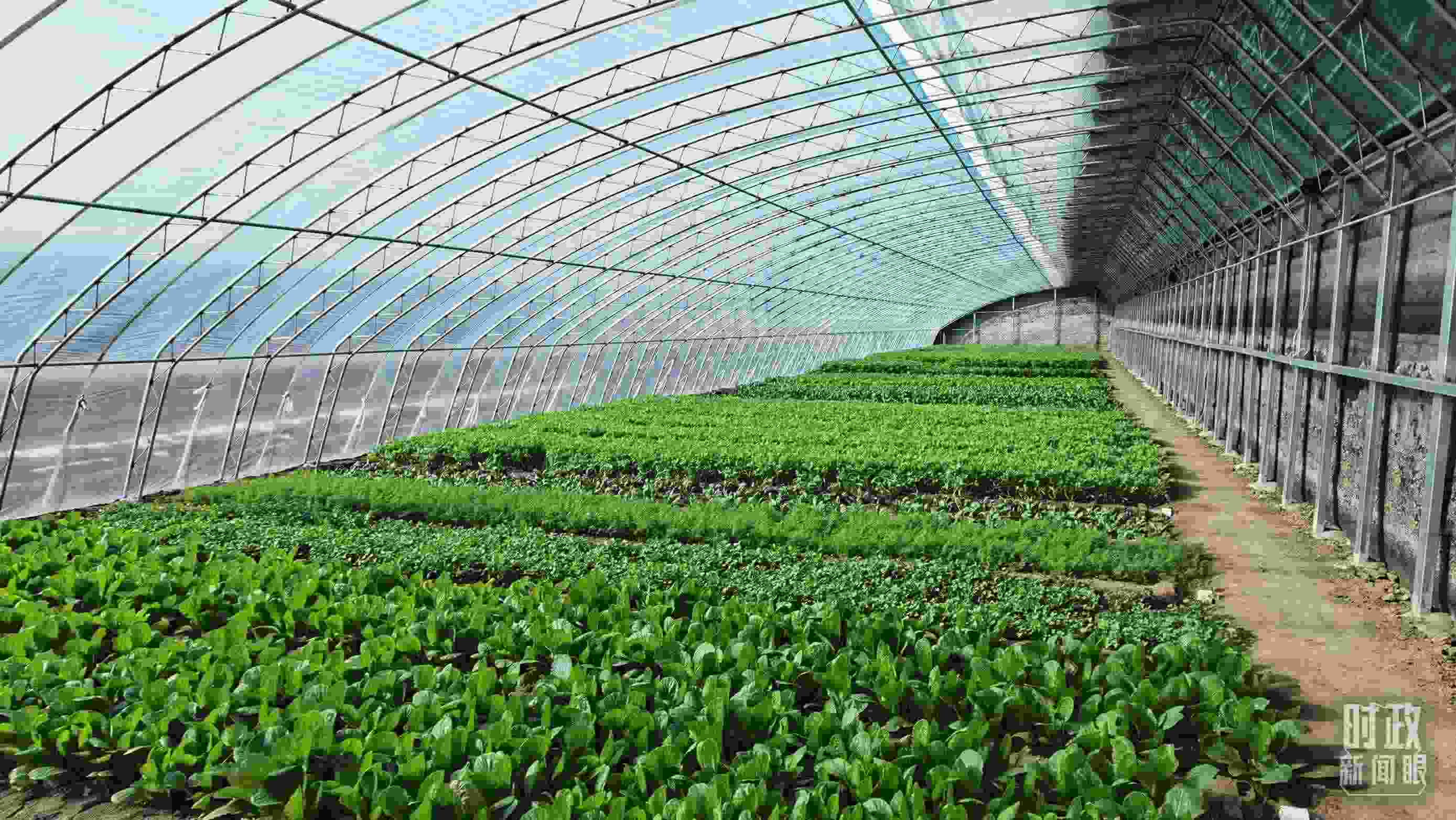 △第六埠村蔬菜大棚。（總臺央視記者郭鴻拍攝）
