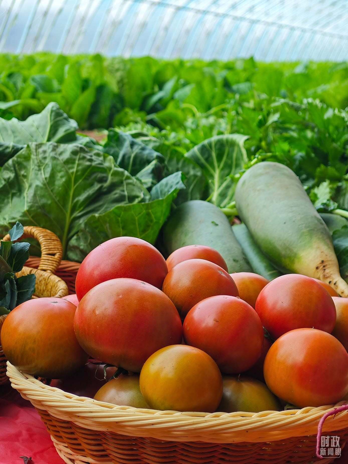 △第六埠村蔬菜大棚，蔬菜收獲頗豐。（總臺(tái)央視記者彭漢明拍攝）