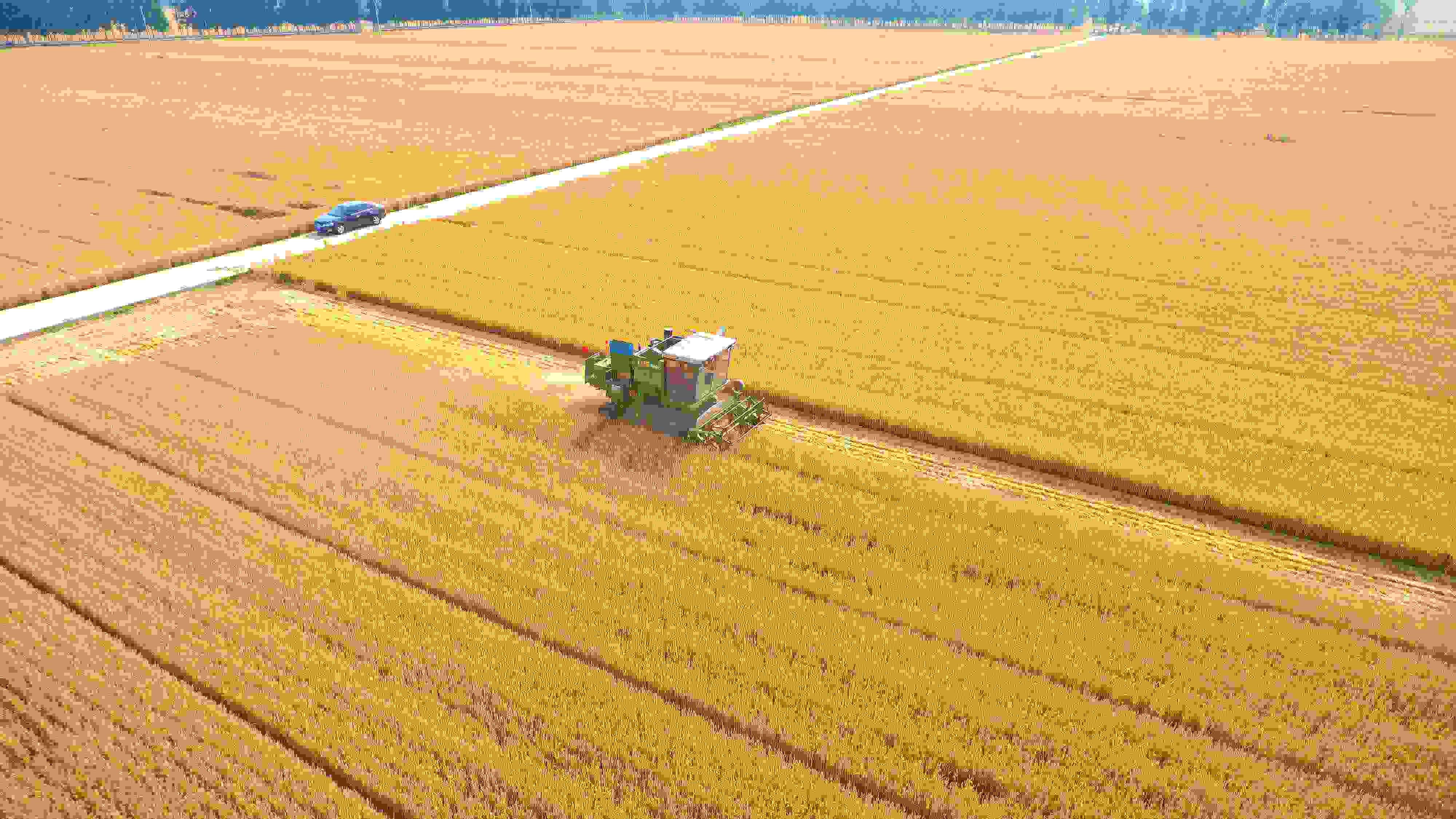 △ 2023年6月5日，山東聊城茌平區(qū)賈寨鎮(zhèn)王藥包村，收割機(jī)在田間進(jìn)行小麥?zhǔn)崭钭鳂I(yè)。