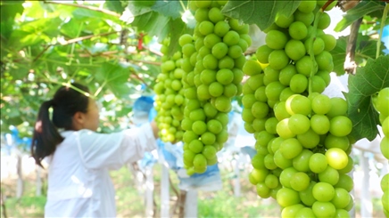 小屯村葡萄園里的陽光玫瑰葡萄。肖俊楠攝