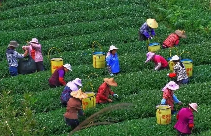 △軍營(yíng)村茶農(nóng)在茶園采茶。