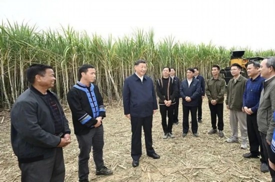 2023年12月14日，習(xí)近平總書記在廣西來賓市國家現(xiàn)代農(nóng)業(yè)產(chǎn)業(yè)園黃安優(yōu)質(zhì)“雙高”糖料蔗基地考察。