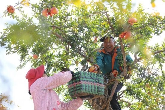 紅彤彤的石榴掛滿枝頭，農(nóng)戶們穿梭在林中采摘，享受著豐收的喜悅。