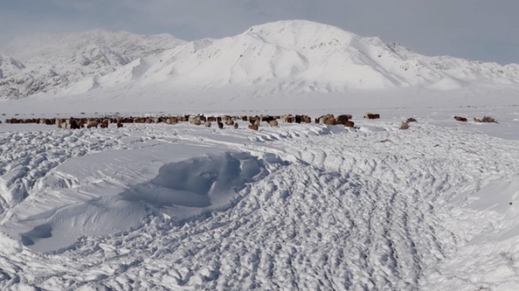 蒙古國近日發(fā)生雪災。圖片來源：蒙政府網(wǎng)站
