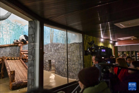 3月8日，人們?cè)诙砹_斯莫斯科動(dòng)物園觀看大熊貓“喀秋莎”（左）和媽媽“丁丁”。新華社記者 曹陽 攝