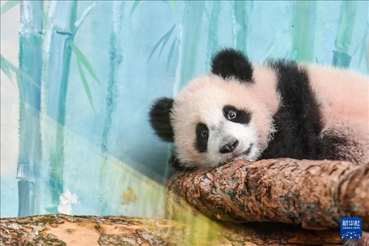 這是3月8日在俄羅斯莫斯科動(dòng)物園拍攝的大熊貓“喀秋莎”。新華社記者 曹陽 攝