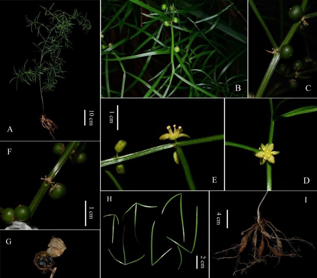 圖為大別山天門冬的形態(tài)特征。(中國科學(xué)院武漢植物園供圖)