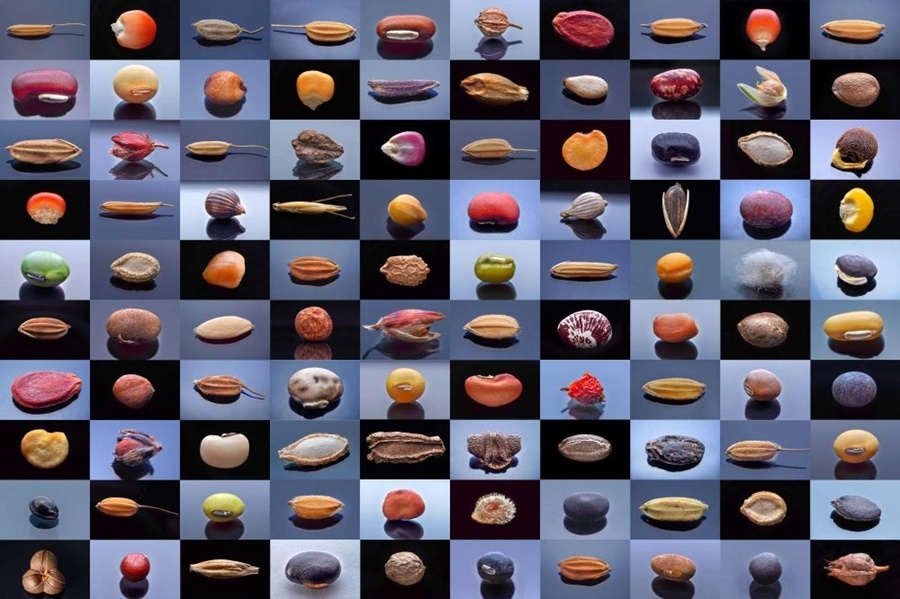 微距鏡頭下，湖南省農作物種質資源庫的種子千姿百態(tài)（100個種子拼版照片）。