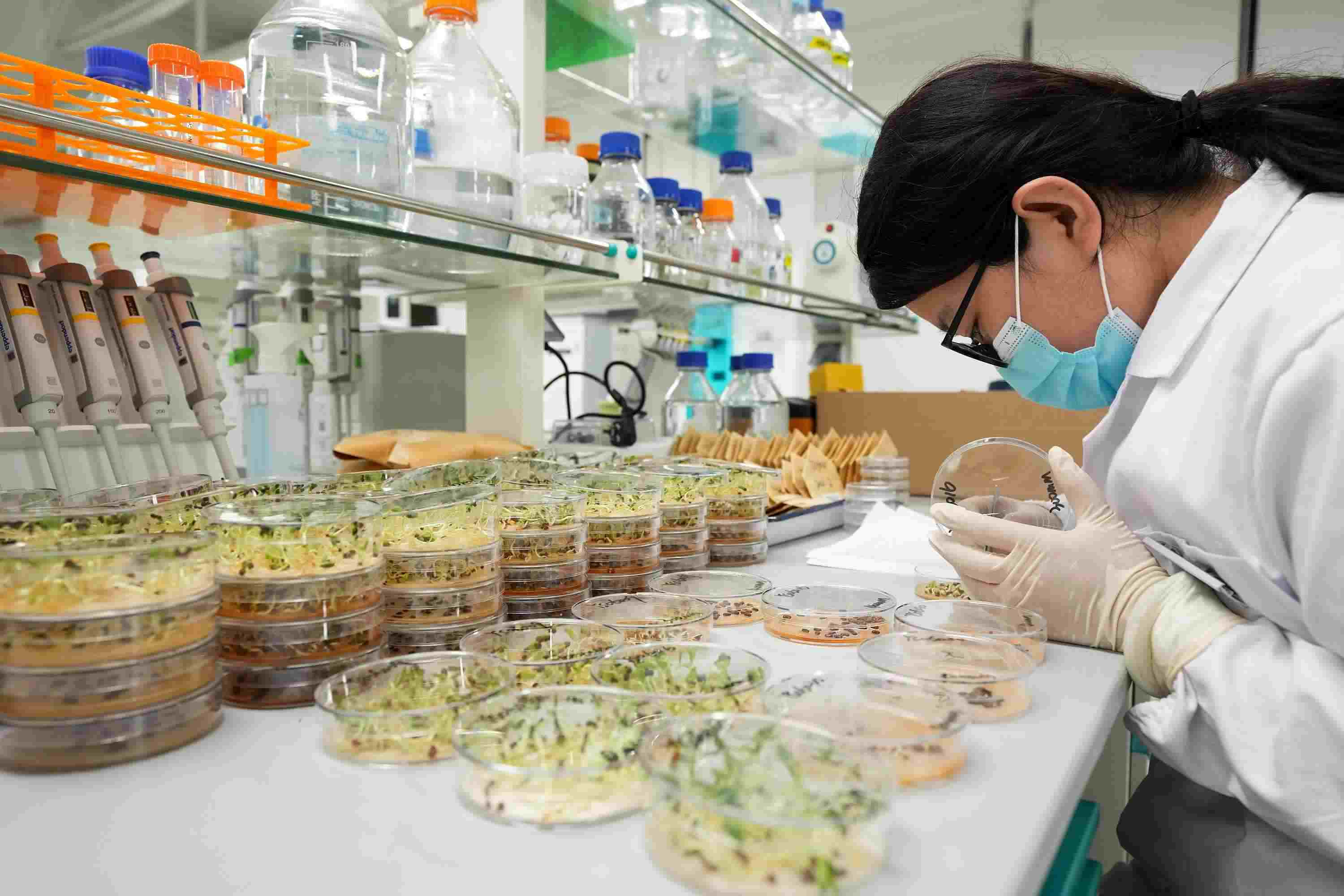 △ 海南三亞崖州灣科技城的崖州灣種子實(shí)驗(yàn)室，科研人員正在觀察種子樣本。