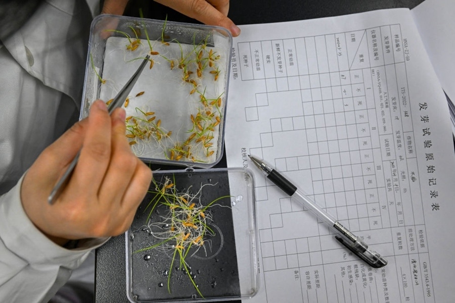 2022年3月23日，在湖南省農作物種質資源庫實驗室，檢測員對保存的水稻種子進行發(fā)芽試驗檢測。