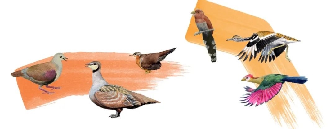 鴿鴇類。浙江大學(xué)供圖