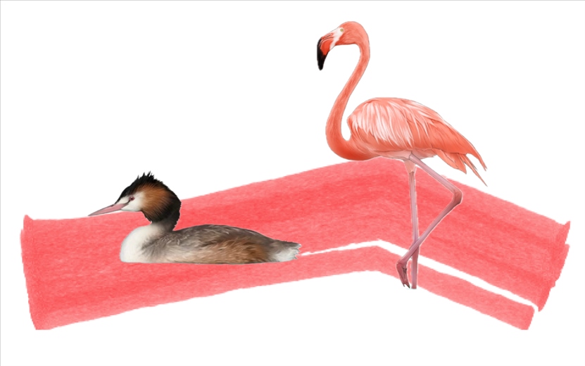 奇跡鳥類（火烈鳥總目）。浙江大學(xué)供圖