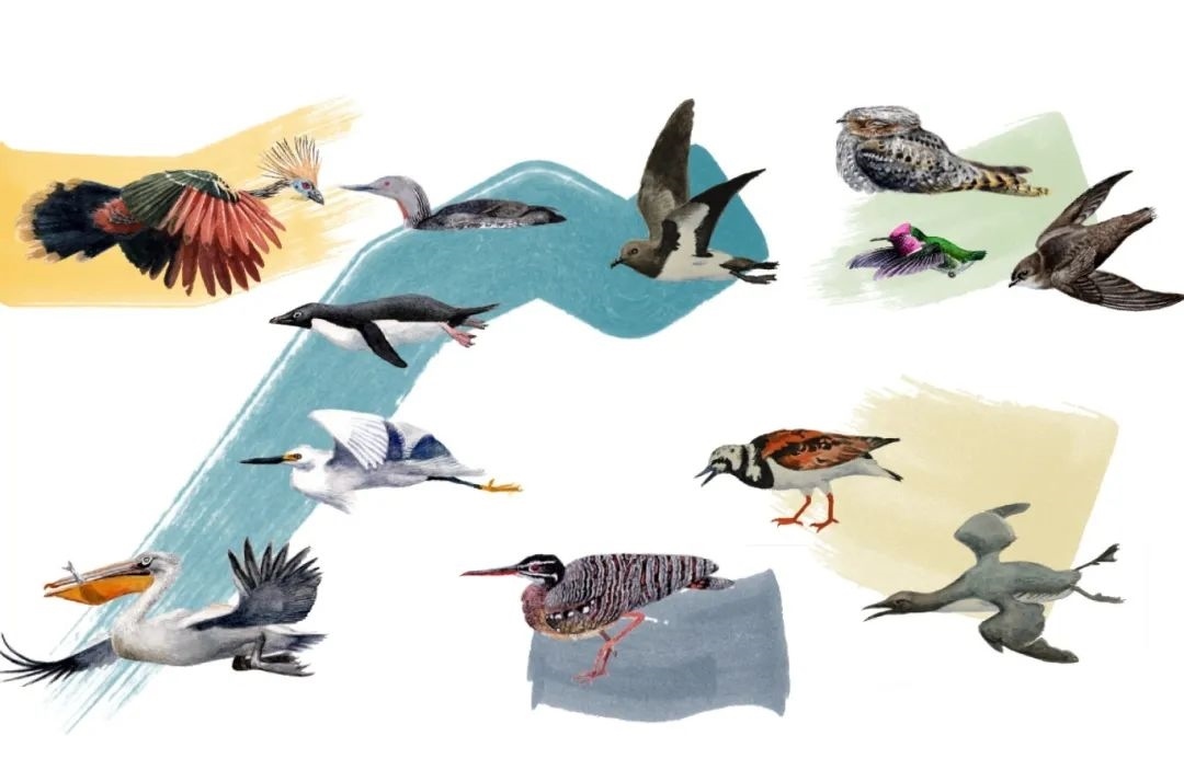 元素鳥類。浙江大學(xué)供圖