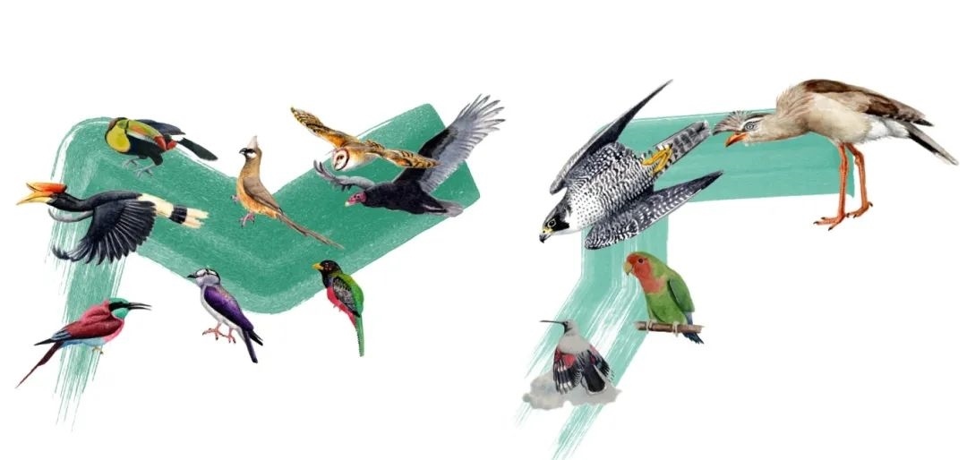 陸鳥類。浙江大學(xué)供圖